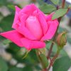Pink Double Knock Out Rose #3 - Image 2